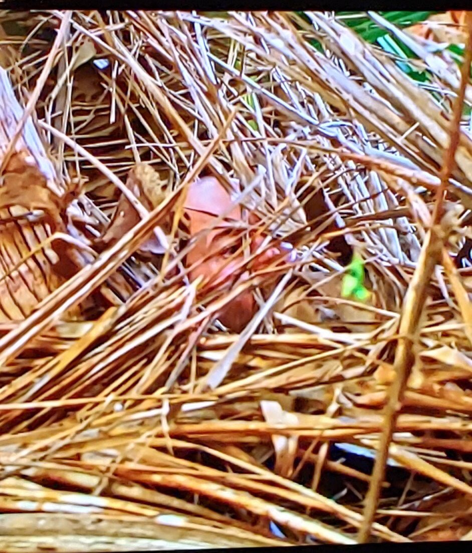 gavin_whitson's tweet photo. Mom: just wait until your dad gets home 

Dad walks in door from work

Me:

#survivor https://t.co/JPGmngjRir