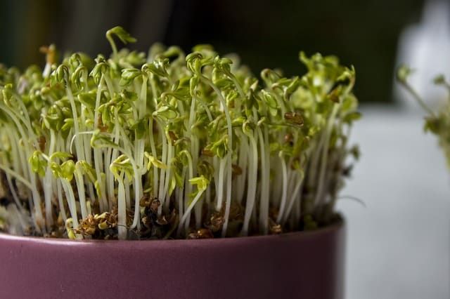 greencoasts's tweet photo. AeroGarden Review: What's the Best Indoor Farming Kit? https://t.co/GWJbpsKDro https://t.co/ScZvbC8cGD