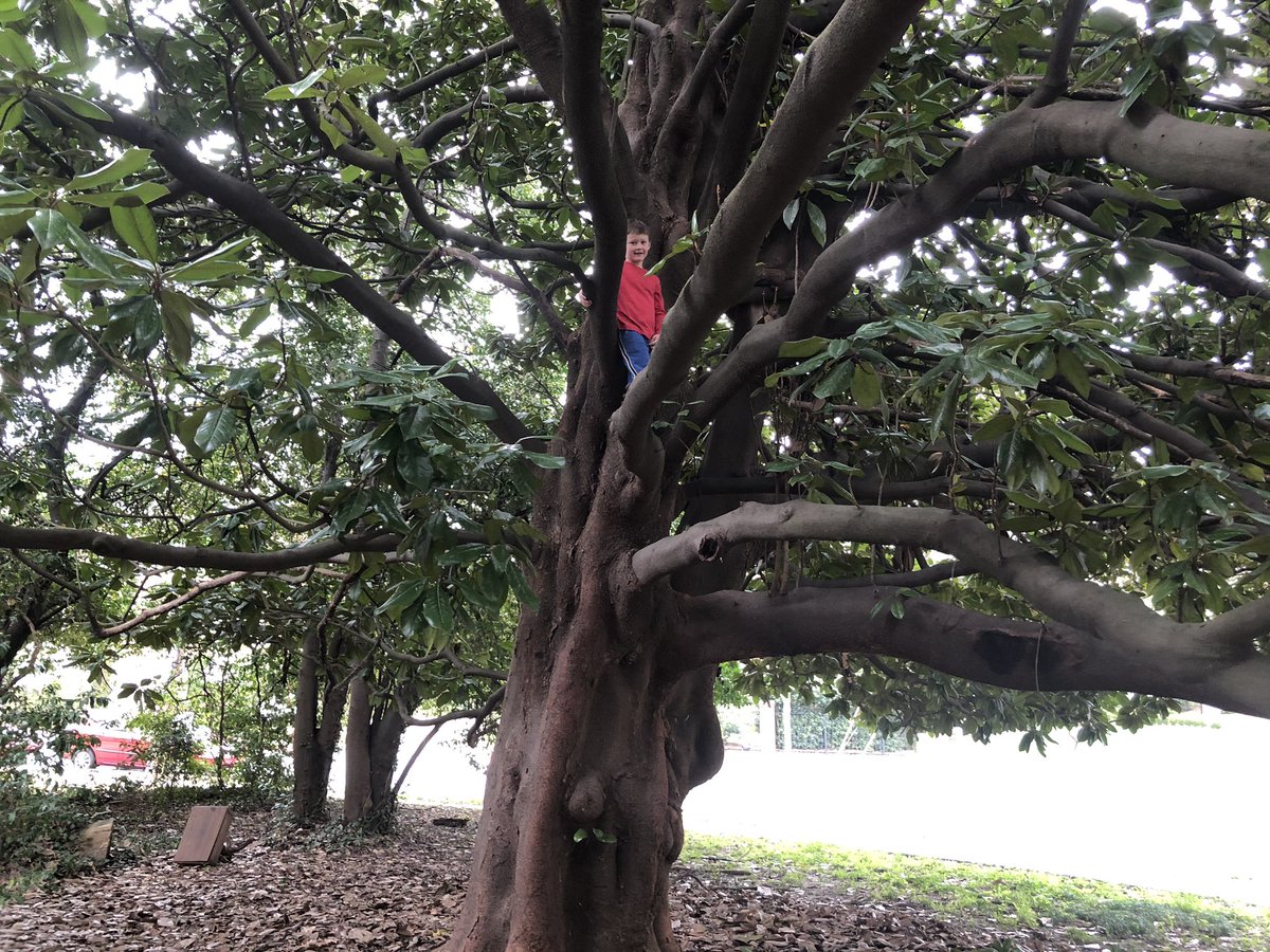 HealthRegLaw's tweet photo. @tjohnsonphysed @APSGardenHills @GardenHillsES @GHESAcorns2Oaks Well done Coach! Thomas and his brother are enjoying trying out all the trees in the neighborhood on our walks! https://t.co/TYvHKkVDy6