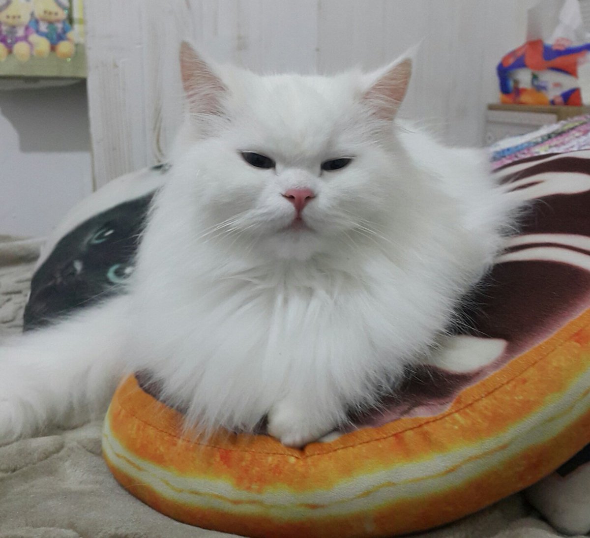 LeaBouRached1's tweet photo. @mansnotchill Yesh U-U i only took that pic because my cat was sitting INSIDE the  doughnut 🍩❤😺 https://t.co/hLkgmXR82m