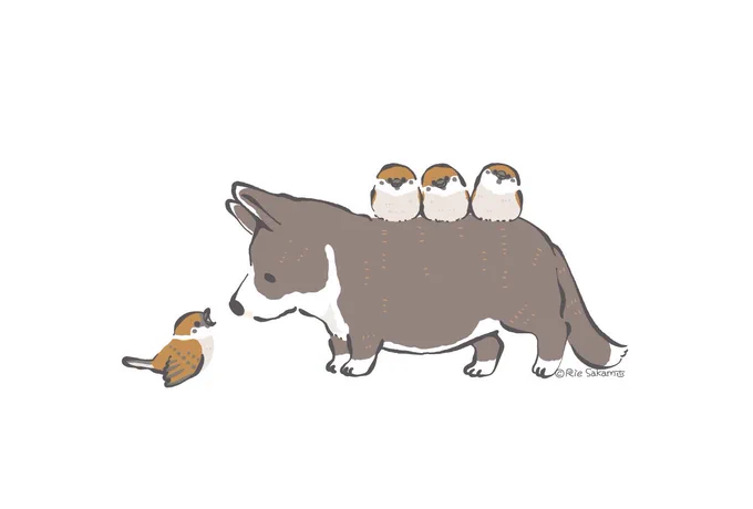 コーギーとパッセルモンタヌス(スズメ)たち
バード川上先生のお話面白い
日本鳥名由来辞典もチェックしとこう
#子ども科学電話相談 