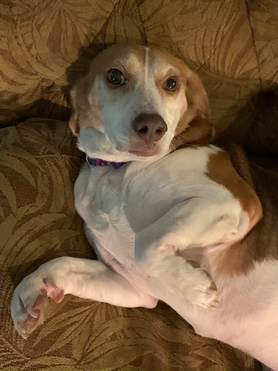 HELP - foster needed: fill out the application here 👉🏻 shelterluv.com/matchme/foster…
Meet MOXIE: 
* 7 years old
* Great with other dogs 
* Good with kids
* Needs a secure yard
She’s ready to come into your home
spayed | up to date on vaccines | heart worm negative | on preventatives
