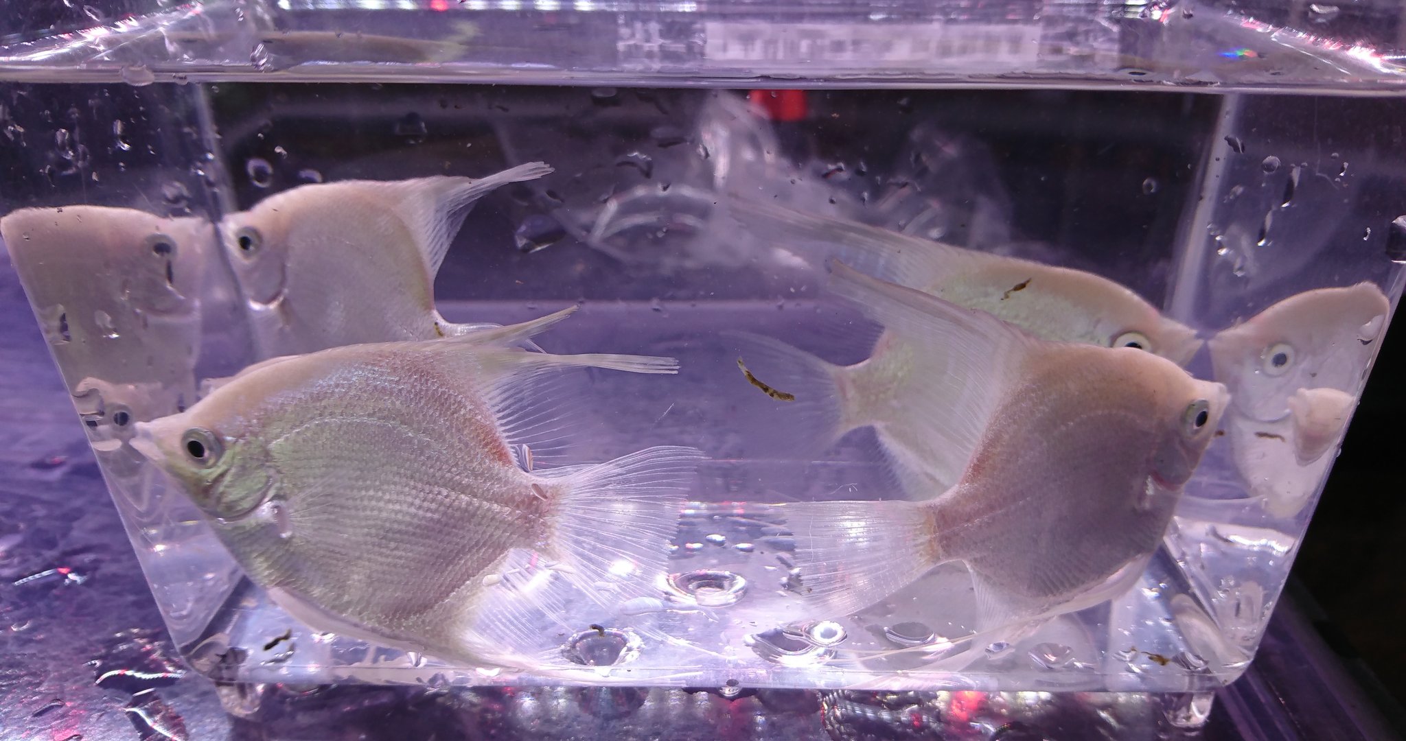 ペッツ マム鎌田店 プラチナエンゼル コリドラス アエネウス 赤コリ コリドラス アエネウス アルビノ 白コリ コリドラス パレアタス 青コリ コリドラス シュワルツィ コリドラス バルバータス T Co Wquxv5f1dy Twitter ペッツ マム鎌田店 プラチナエンゼル コリドラス アエネウス 赤コリ コリドラス アエネウス アルビノ 白コリ コリドラス パレアタス 青コリ コリドラス シュワルツィ コリドラス バルバータス T Co Wquxv5f1dy Twitter