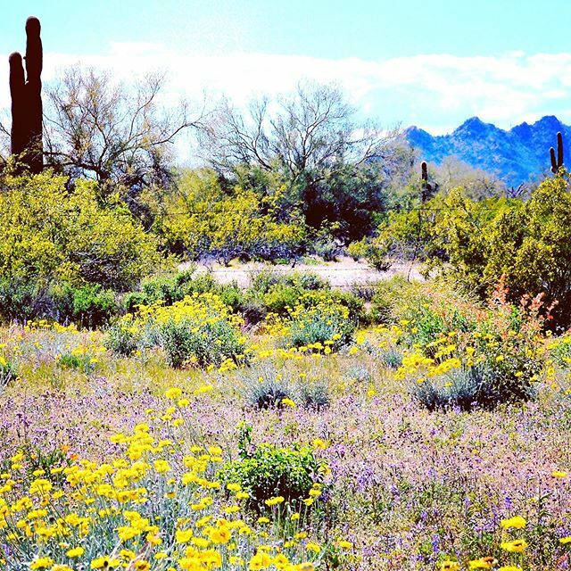 Blooming in the Desert 🌵 .
.
.
#arizona #az #az365 #instagood #wanderlust #travel #usa #america #southwest #yellow #purple #cactus #mountains #instagram #instagramaz #azwildflowers #saguarocactus #desert #hikeaz #nikon7100 #landscapephotography ift.tt/2QseidQ