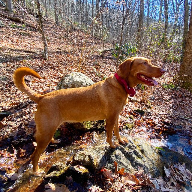 jenniferrockef1's tweet photo. @CaptSandyYawn Belle! She’s the best hiker and ball enthusiast around! She has never had a bad day! https://t.co/eKflP6bmqg