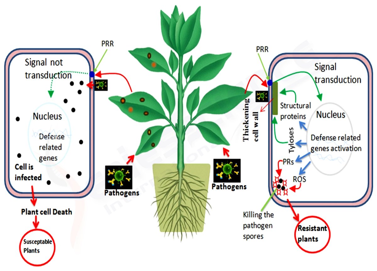 Engine plants. Наука о растениях. Genetic Engineering of Plants crspcas 9. Biology facts about Plants. Plant engine.