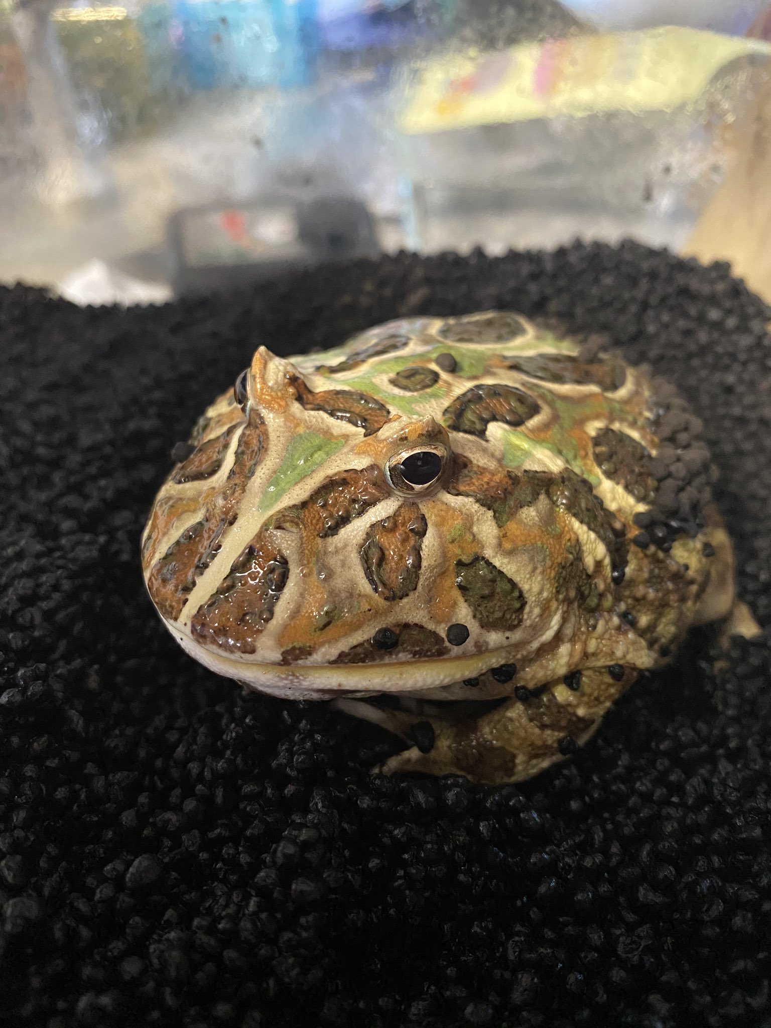 Anoは壁を歩かない 我が家のクランウェルツノガエル 気温が上がって活発になってきた 飼育環境はレプティキューブにソイル パネルヒーターを底に設置 朝晩霧吹きでソイルを湿らせる 餌は2週間に1回くらい 湿度が上がりすぎてソイルがカビないよう