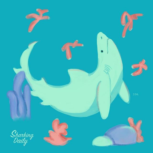 sharkingdaily's tweet photo. Day 336. Coraltine 🙏💙
.
.
.
I'm drawing a shark every day for a year, thank you for following and supporting me 💙🙏 Shark bless
--------------------------------------------
#shark #sharks #the_ocean #oceanart #ilovesharks #savethesharks #marineconserv… https://t.co/U8RpBIgLoh https://t.co/PLHz7Vqxsx