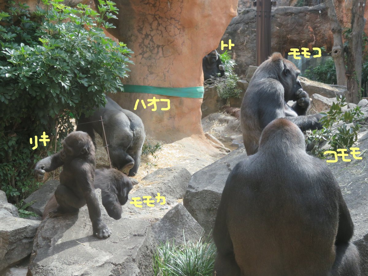 上野動物園 公式 日当たりの良い場所へ集まり のんびりと過ごしております 休園中の動物園水族館 上野動物園 公式 日当たりの良い場所へ集まり のんびりと過ごしております 休園中の動物園水族館
