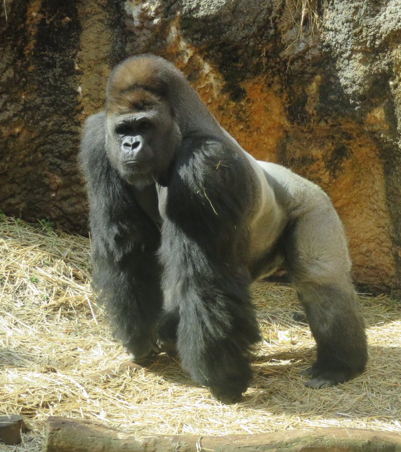 元動物園の飼育員が解説 ゴリラの握力は驚きの500kg ゴリラの生態や握力 パワーの秘密について Petpedia