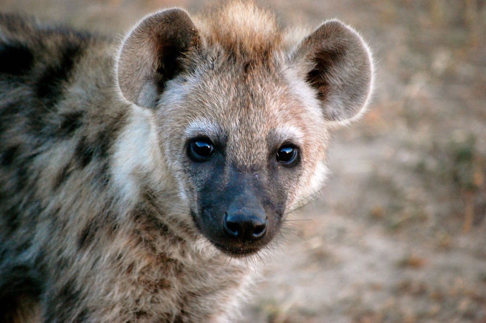 Are Hyenas Closer To Dogs Or Cats