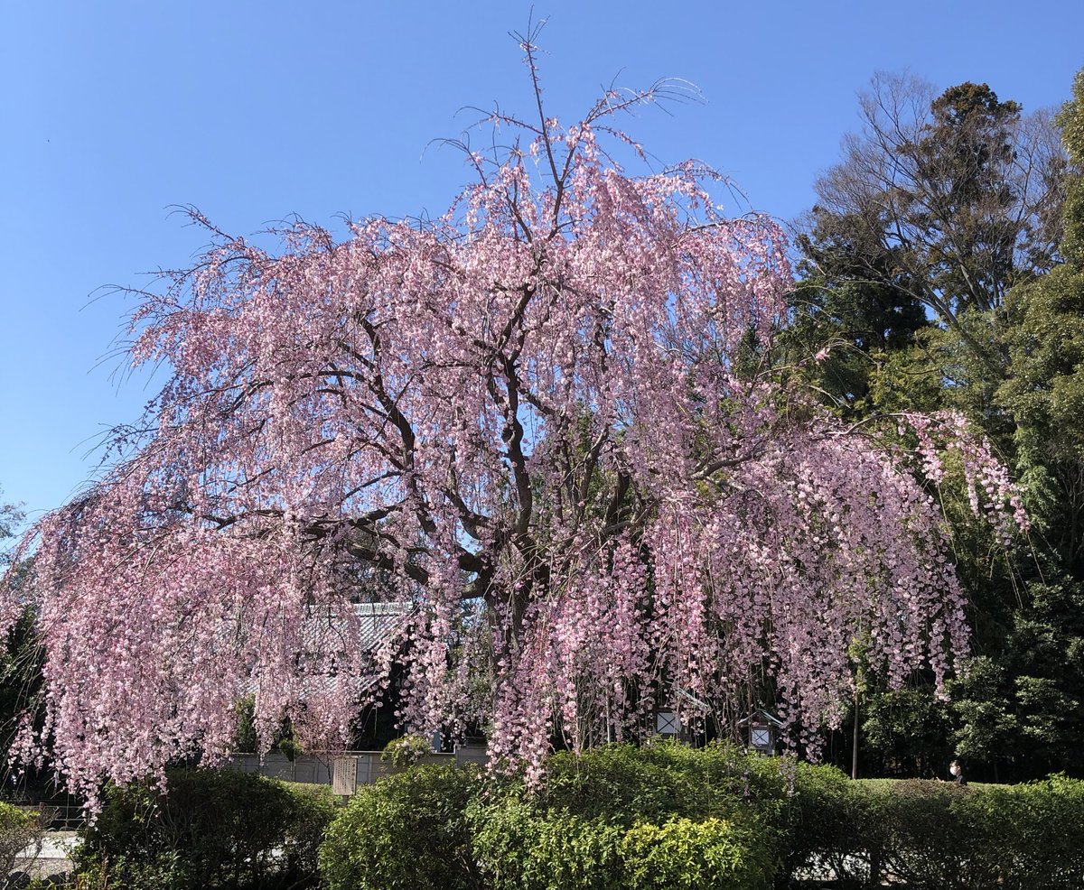 きあら いな とむつ 千葉県野田市櫻木神社 さくらまいり 枝垂れ桜が満開 人は少ないですね さくらまいりの御朱印は郵送対応とのこと 御朱印 櫻木神社 枝垂れ桜 桜満開 きあら いな とむつ 千葉県野田市櫻木神社 さくらまいり 枝垂れ桜が満開 人は少ないですね さくらまいりの御朱印は郵送対応とのこと 御朱印 櫻木神社 枝垂れ桜 桜満開