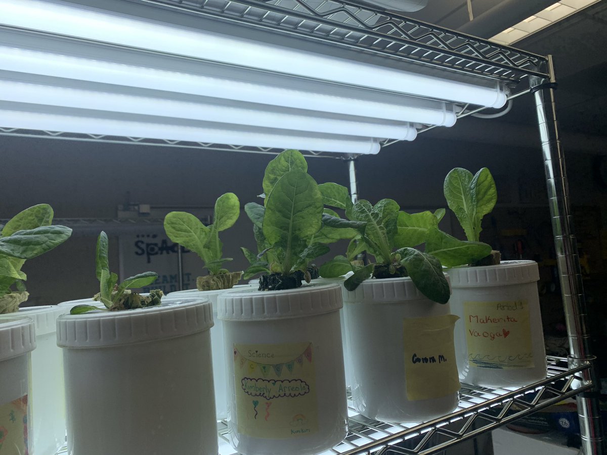 Sarah Hillard tweet media