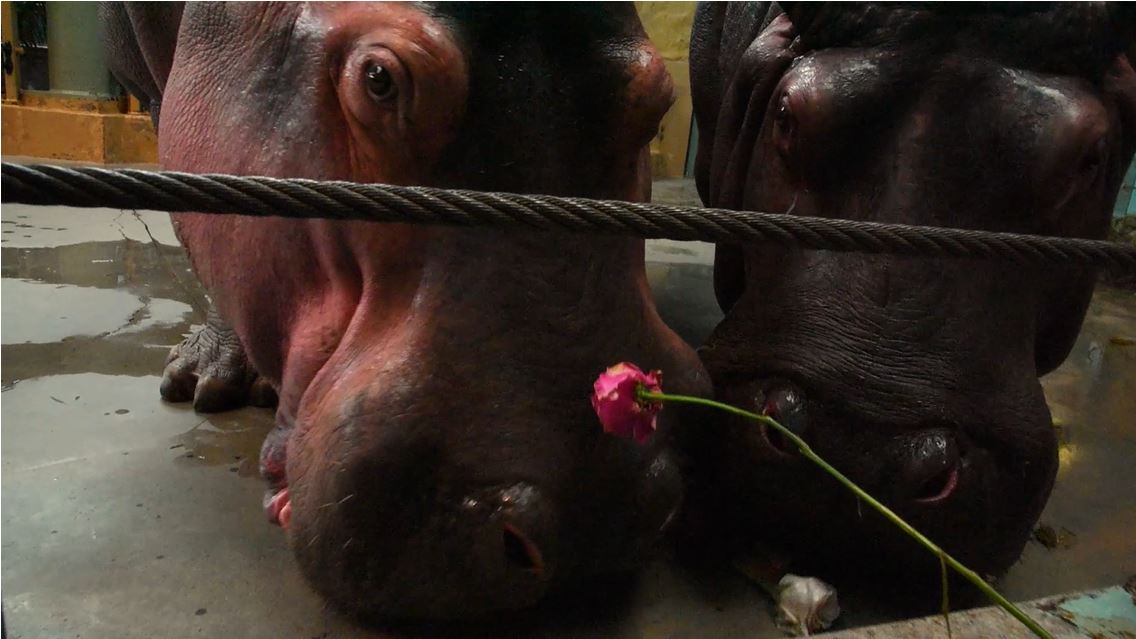 calgaryzoo's tweet photo. Hippo rose enrichment is anything but garden variety! 🌹🦛 Our keepers are always working to find new foods to engage our hippos senses. You see those sensitive whiskers? Lobi &amp; Sparky use them to feel for all the best snacks! https://t.co/ipdjUaxlcb https://t.co/ebr662vWHF