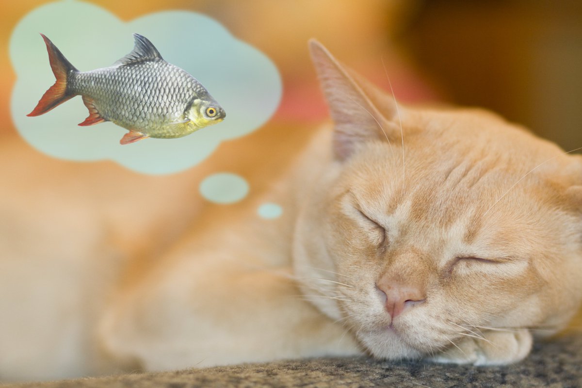 Коту снится рыбка