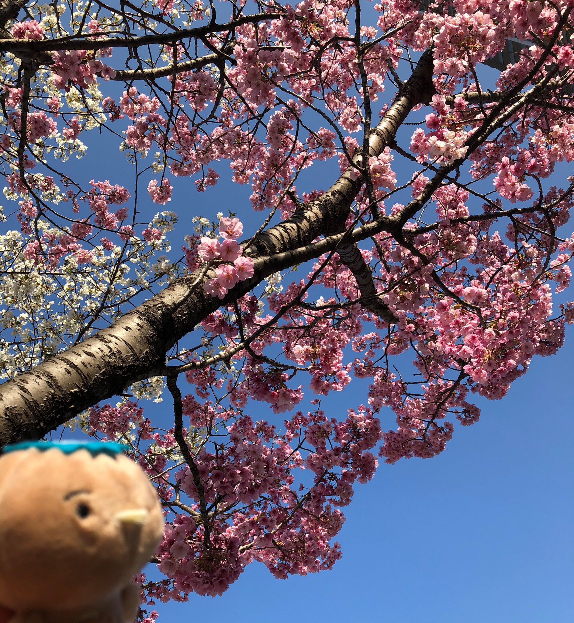 カッパーくん ｊｘ金属 東京は 昨日から春本番の暖かさだドウ この陽気で桜の開花も一気に進むドウ Jx金属のルーツ 日立 鉱山跡にはたくさんの大島桜が咲くんだドウ 東京の大島桜の開花は間近だドウ 桜開花宣言 桜 オオシマザクラ 日立鉱山跡