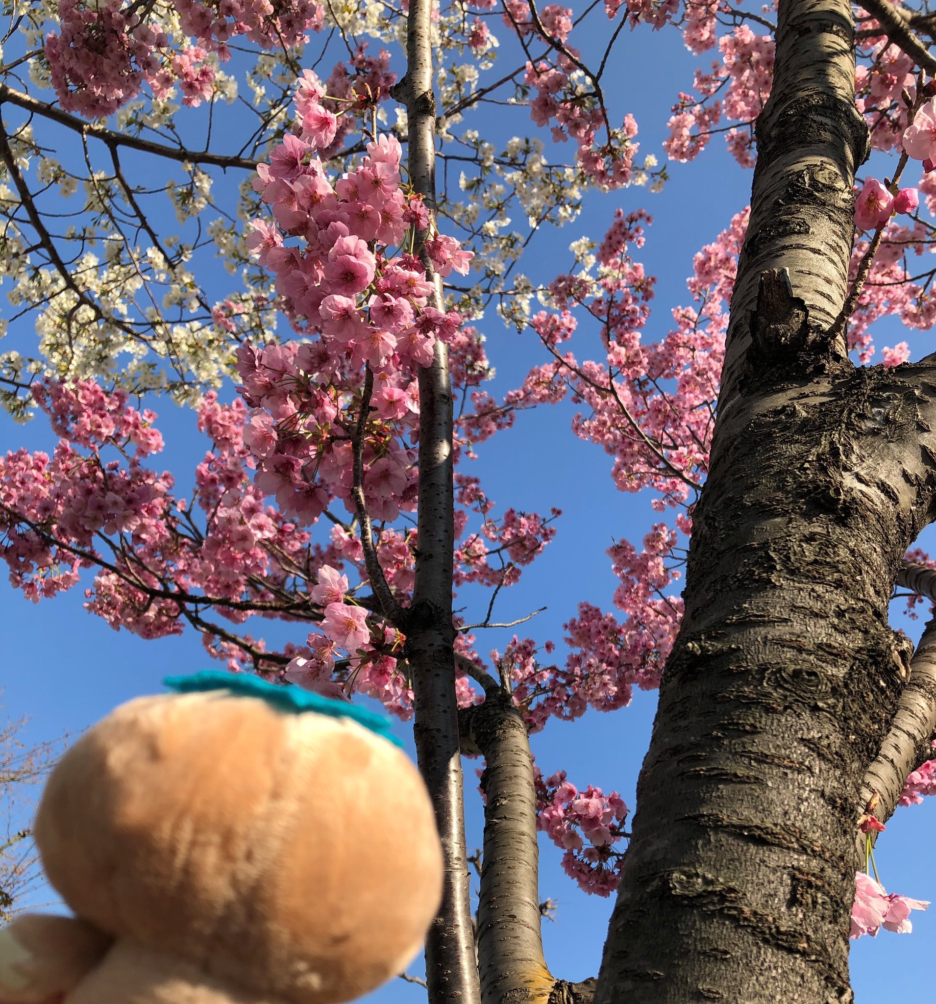 カッパーくん ｊｘ金属 東京は 昨日から春本番の暖かさだドウ この陽気で桜の開花も一気に進むドウ Jx金属のルーツ 日立 鉱山跡にはたくさんの大島桜が咲くんだドウ 東京の大島桜の開花は間近だドウ 桜開花宣言 桜 オオシマザクラ 日立鉱山跡