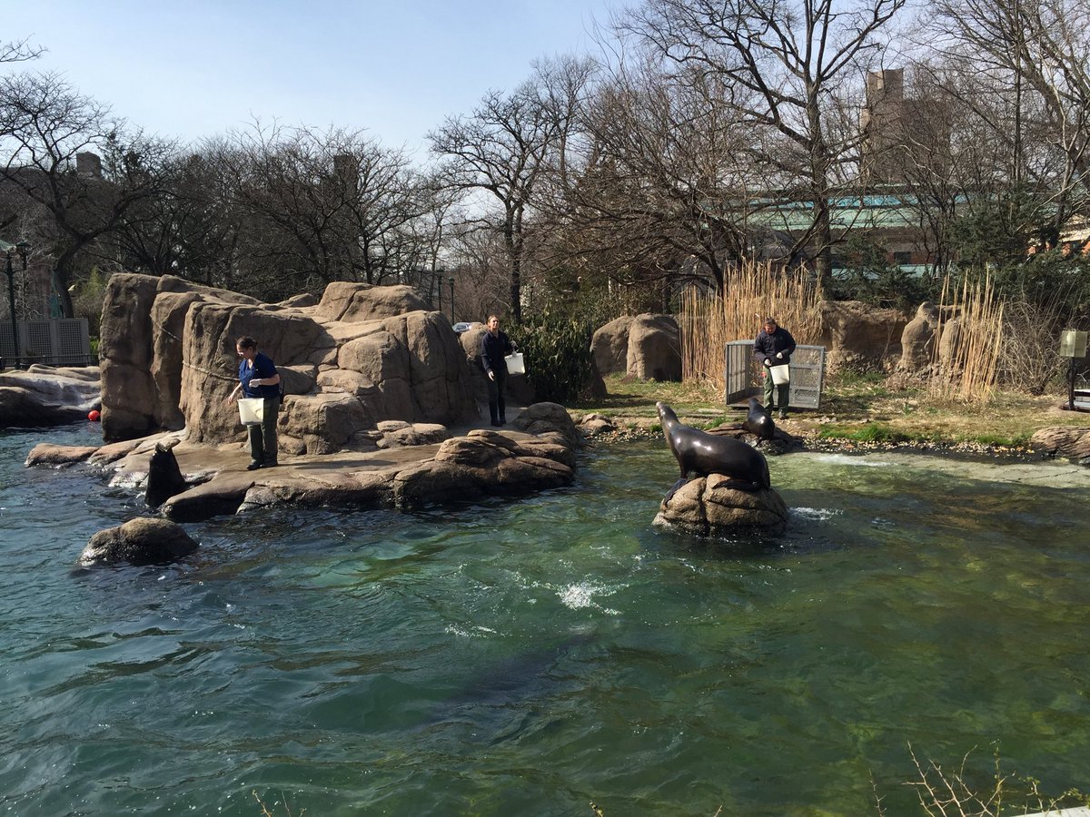 JimBreheny's tweet photo. I was crazy busy today but was able to get outside at 3pm to see the keepers feed the sea lions. We’re closed but our staff is here ⁦@BronxZoo⁩ and ⁦@centralparkzoo⁩  ⁦@prospectparkzoo⁩ ⁦@thequeenszoo⁩  &amp; ⁦@nyaquarium⁩ to care for all our animals. https://t.co/pgPZHeYvtO