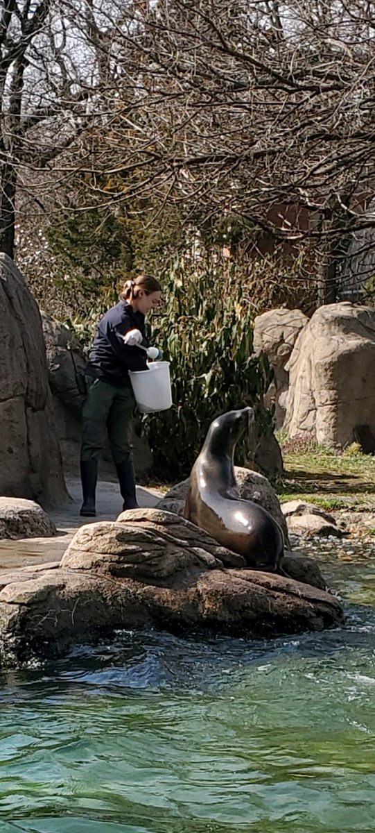 JimBreheny's tweet photo. I was crazy busy today but was able to get outside at 3pm to see the keepers feed the sea lions. We’re closed but our staff is here ⁦@BronxZoo⁩ and ⁦@centralparkzoo⁩  ⁦@prospectparkzoo⁩ ⁦@thequeenszoo⁩  &amp; ⁦@nyaquarium⁩ to care for all our animals. https://t.co/pgPZHeYvtO