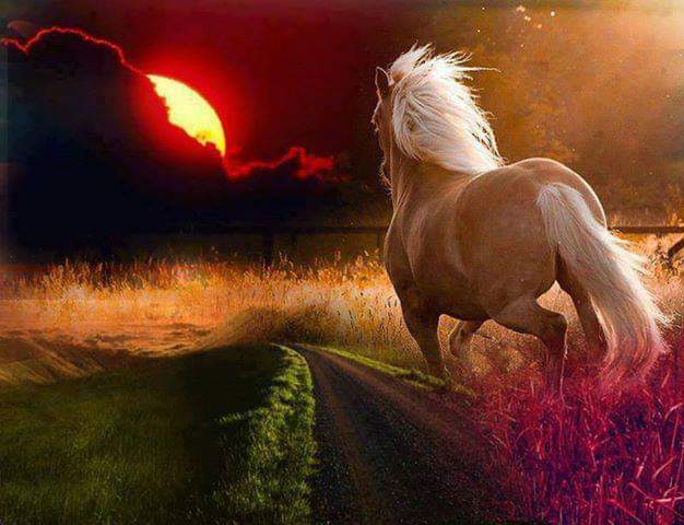 Мой конь всегда. Мой конь всегда. Мой конь любэ. Мой конь любэ текст. Мой конь всегда.