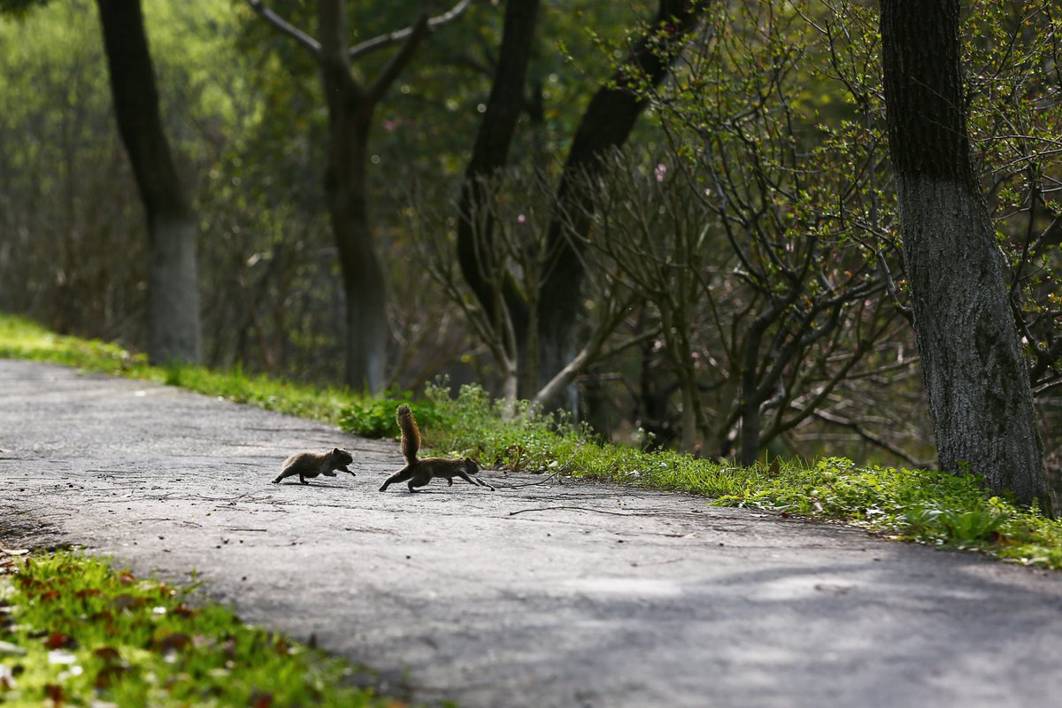 CAAofficialEN's tweet photo. Little critters @ #CAA Xiangshan #Campus!
#BeautifulCAA #China #Hangzhou #Westlake #spring (Photo/Shen Bo) https://t.co/6galjJjpaF