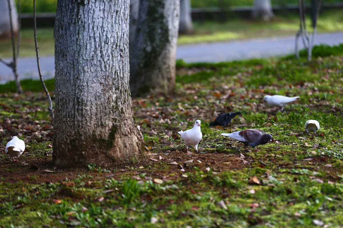 CAAofficialEN's tweet photo. Little critters @ #CAA Xiangshan #Campus!
#BeautifulCAA #China #Hangzhou #Westlake #spring (Photo/Shen Bo) https://t.co/6galjJjpaF