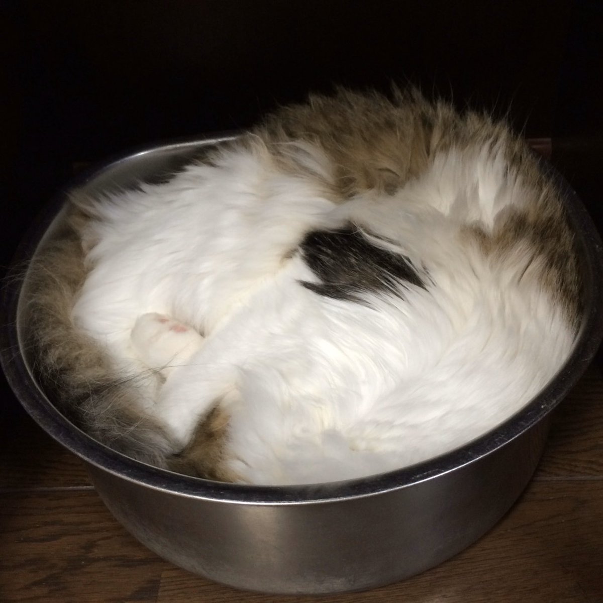 ニャンコスキー A Twitter 小太郎 子猫時代 ねこ鍋 ねこ鍋 猫 メインクーン