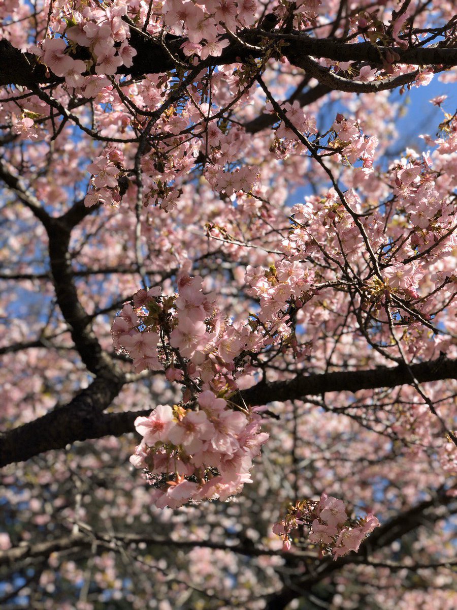 美しい桜