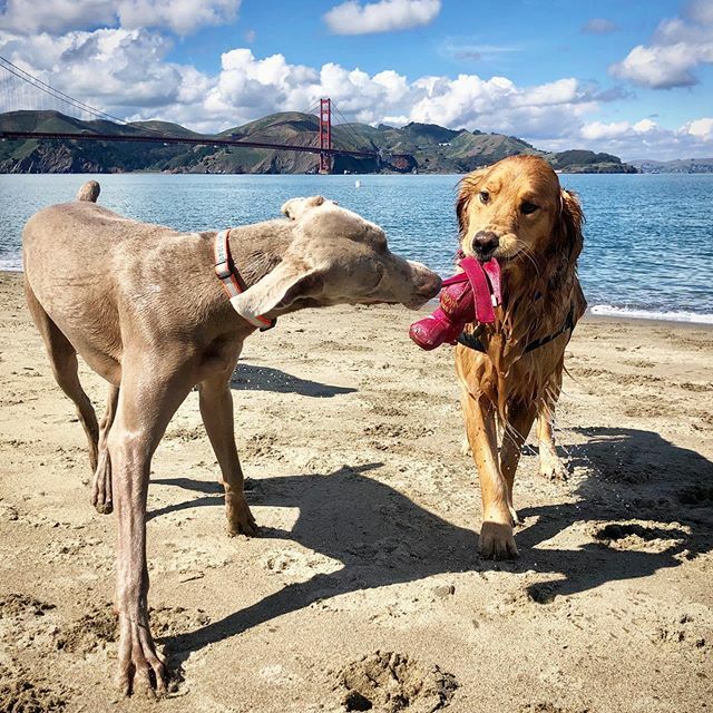 Day 2 of ‘shelter-in-place’....jonesing BIG TIME for my kids! 🐶Mayzie & Bacon🐶 . . #shelterinplace #covid_19 #takemeaway #bettertimes #weimaraner #goldenretriever #dogsofsanfrancisco #missingyou ift.tt/2vwR66W