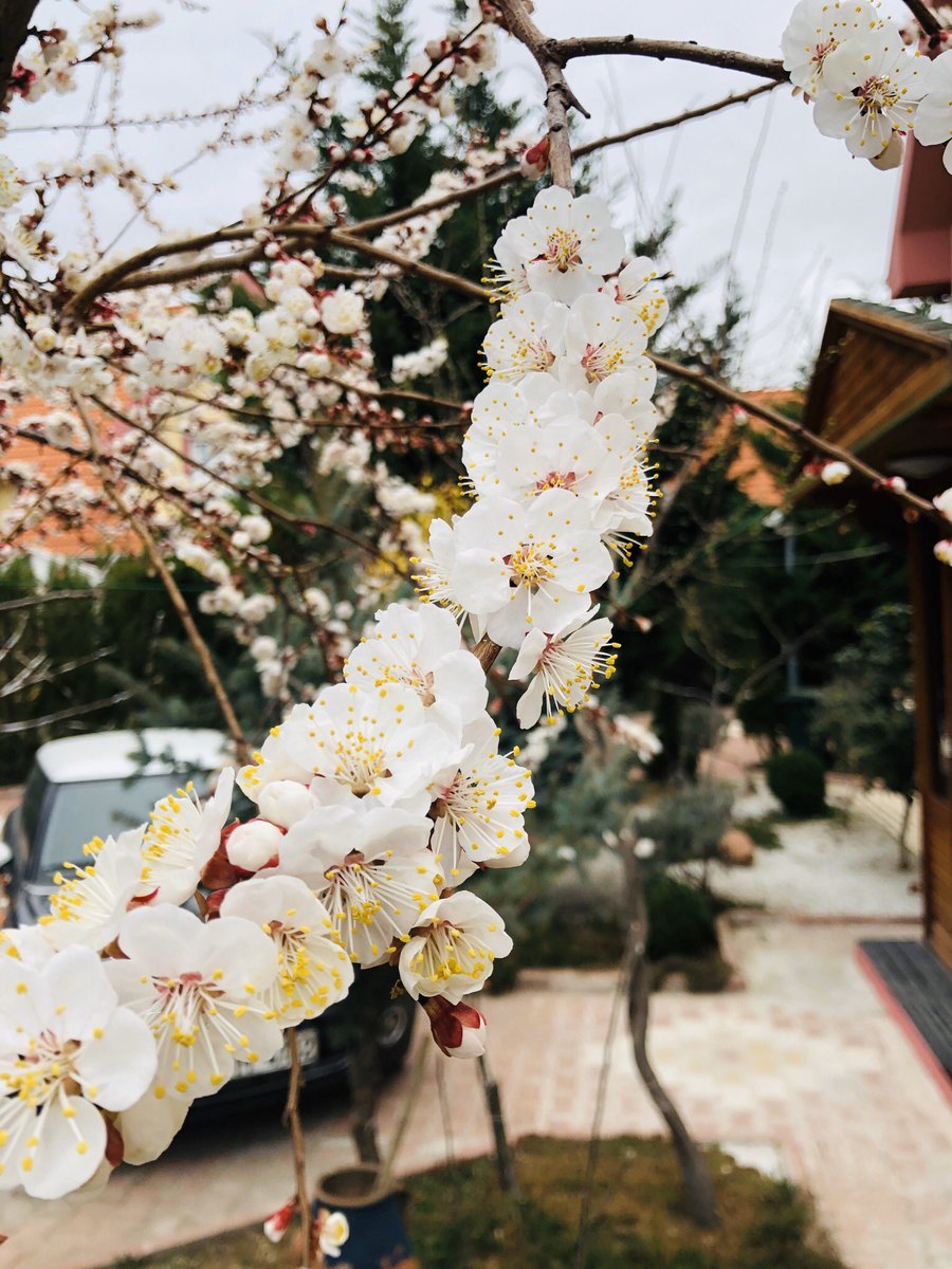 mbabaoglu's tweet image. Bu arada, son iki gündür yaşanan donlarla kayısı ve bademlerin yalancı bahara aldanıp çiçek açanları (soldakiler) maalesef büyük oranda üşüdü (sağdakiler). Henüz açmayan tomurcuklar ileride tekrar don yaşanmazsa belki meyve bağlar.