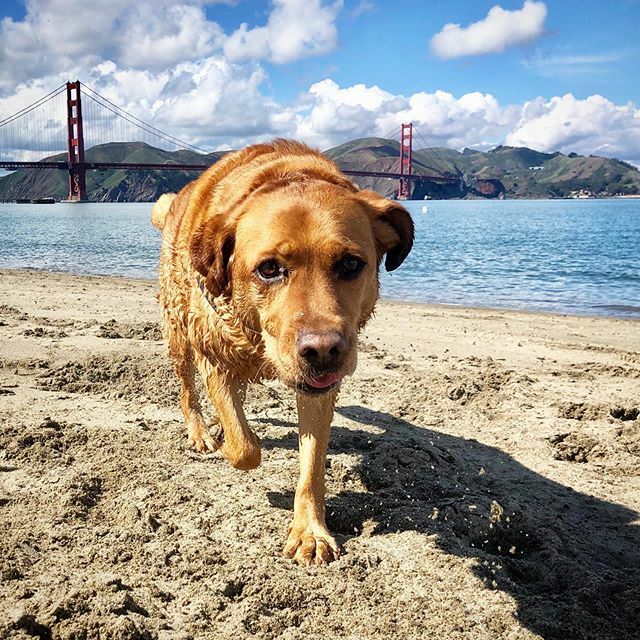 ‘Shelter-in-place’ is a real drag tbh, but...silver-lining = extra time to sort through my backlog of photos. Miss you RiRi! 🦊🐶💞 . . #foxylady #foxredlab #labradorretriever #ladyinred #dogsofsanfrancisco #shelterinplace #covid_19 ift.tt/2U0PV9d