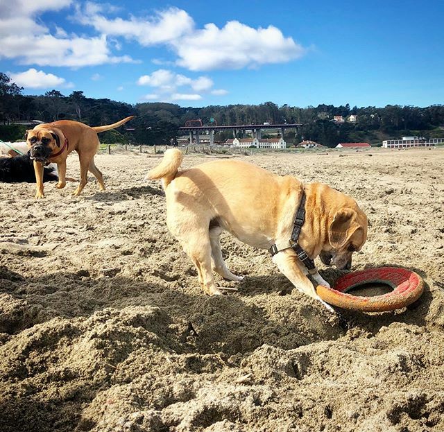 aHA! The beagle reveals himself! Brady the #puggle -> #diggingdog . . #pugglelife #canyoudigit #excavator #dogsofsanfrancisco #buriedtreasure #ringtoss ift.tt/2Qs7mxk
