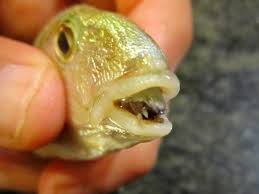 The parasite is a living thing which lives on or in different life forms and flourishes to the harm the host. Diverse Human parasites can cause..For more info: microbiology.cmesociety.com