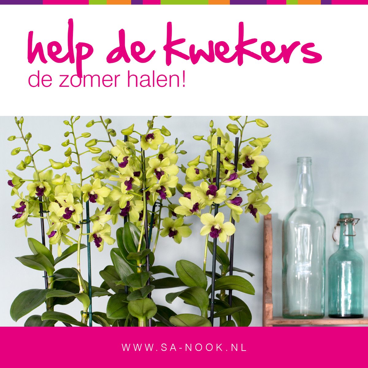 Het klinkt onwerkelijk maar het is bittere noodzaak voor veel kwekers in de sierteeltsector. Helaas ook voor ons. 

Mocht je vrolijkheid in huis willen halen dan ben je ook bij ons van harte welkom aan Herenwerf 33 in Maasland om een mooie Sa-nook of andere orchideeën te kopen.