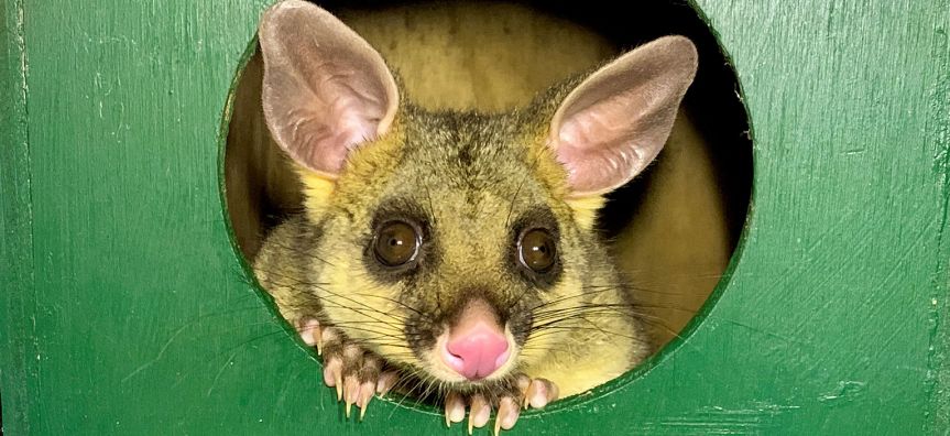 DYPestControl's tweet image. It is illegal to relocate or kill a possum. If a possum needs to be removed from your roof cavity, there are several important steps and guidelines to follow so that we can share our urban environment and ensure our roofs stay possum free. Call us for removal