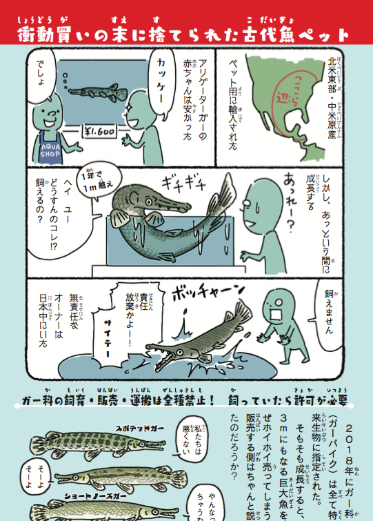 あのワニくんが、ついに明日お亡くなりになるということなので、その前に、ワニそっくりな恐ろしげな見た目の割に、非常に臆病でおとなしい性格の外来種、アリゲーターガーのことを知ってほしい。
https://t.co/ftA9K2r04G
『侵略!#外来いきもの図鑑  もてあそばれた者たちの逆襲』 
