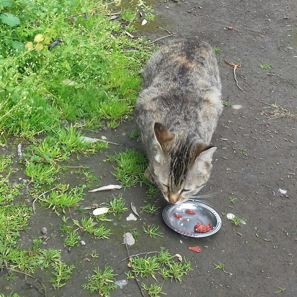 I hope that my voice and line of these cats be communicated to everyone. I am asking you for help. Please help for the poor stray cats. They need water and food.🙏🙏🙏🙏🙏🙏🙏😢😢😢😢😢😢😢🚨🚨🚨🚨🚨🚨🚨🚨🚨😢😢😢😢🙏🙏🙏🚨🚨🚨🚨🚨🚨🚨🚨