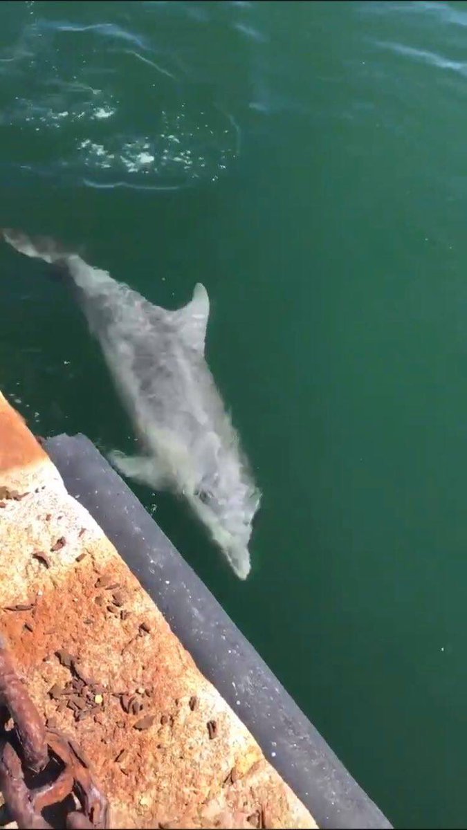 RadioSignal's tweet photo. Od kako su uvedene mere za sprečavanje širenja virusa korona, u Veneciji u kanalima pojavili su se delfini. 🐬Voda se toliko očistila od kako nema saobraćaja da se i ribice vide 🐠 A ima i labudova 🦢😊 https://t.co/1pob0xgZ6s