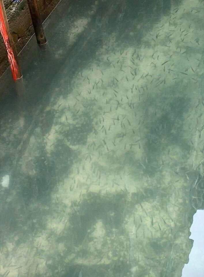 RadioSignal's tweet photo. Od kako su uvedene mere za sprečavanje širenja virusa korona, u Veneciji u kanalima pojavili su se delfini. 🐬Voda se toliko očistila od kako nema saobraćaja da se i ribice vide 🐠 A ima i labudova 🦢😊 https://t.co/1pob0xgZ6s