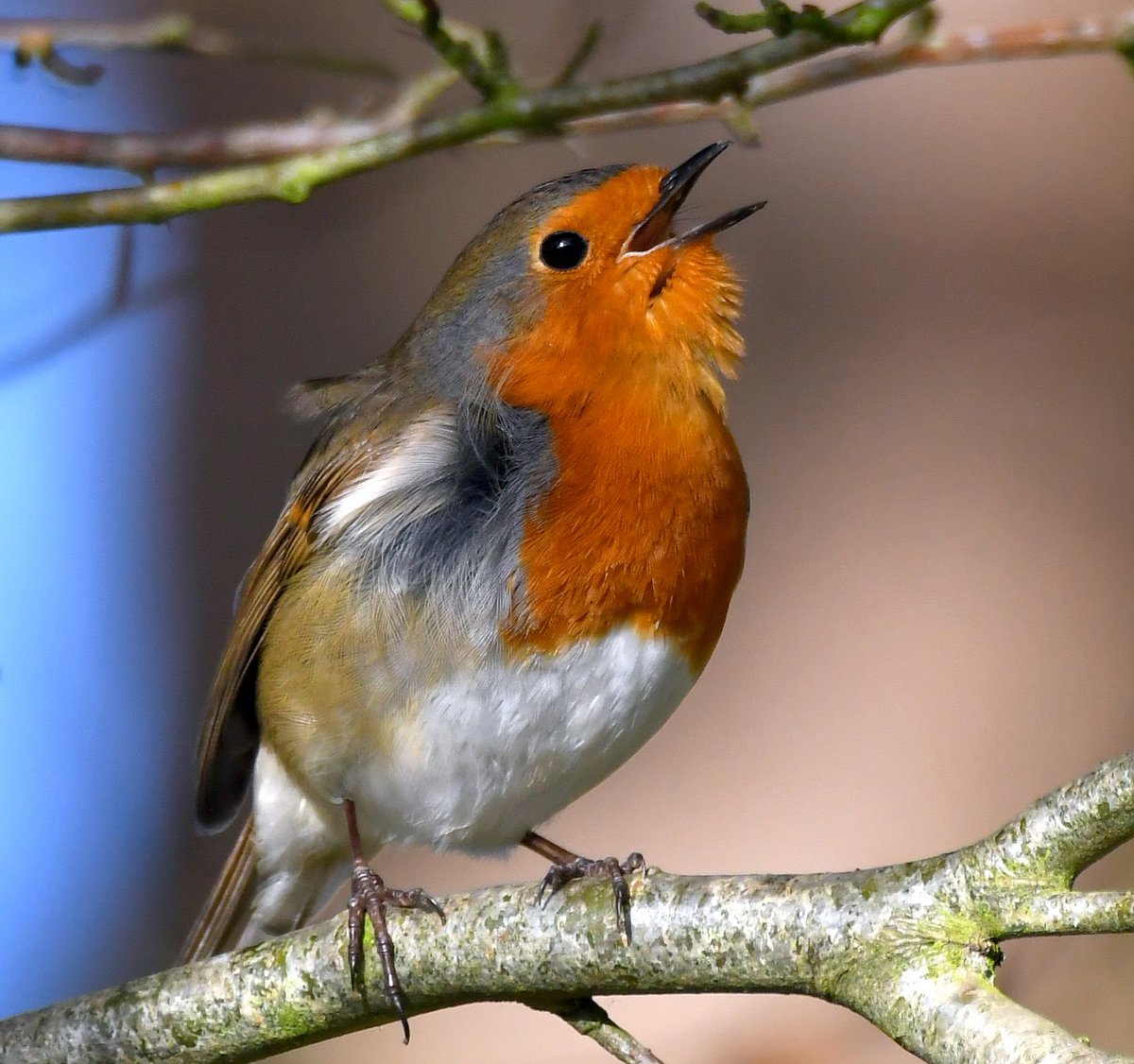 Robin. Very familiar and well loved, no identification tips required!   Can be aggressive in gardens, chasing away other birds. Another bird with a beautiful song. #SelfIsolationBirdWatch 