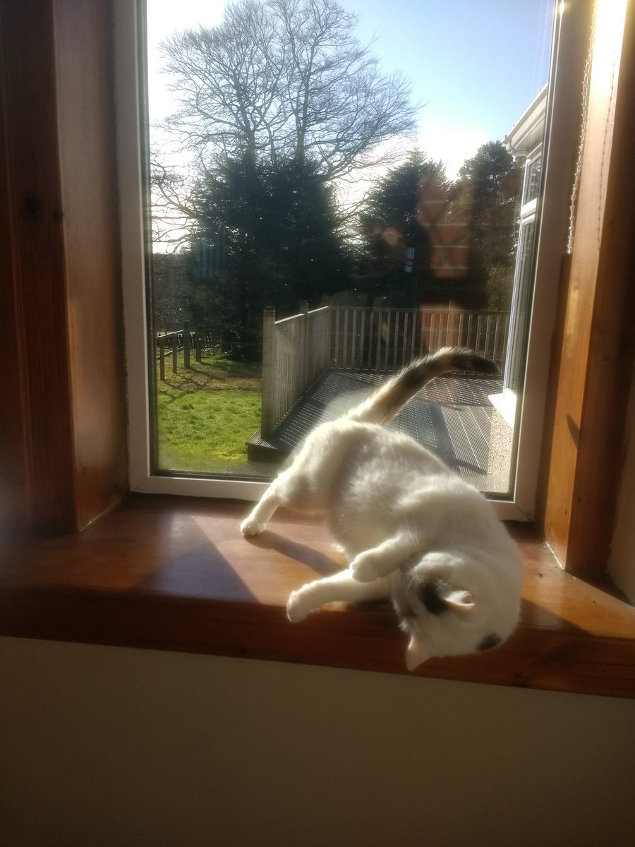 One of the joys of working for the <a href="/OpenUniversity/">The Open University</a> is that home-working is my norm for part of the week already. Cats are loving it being extended to include all my work though...  #WelcomeToMyHomeWorkingWorld