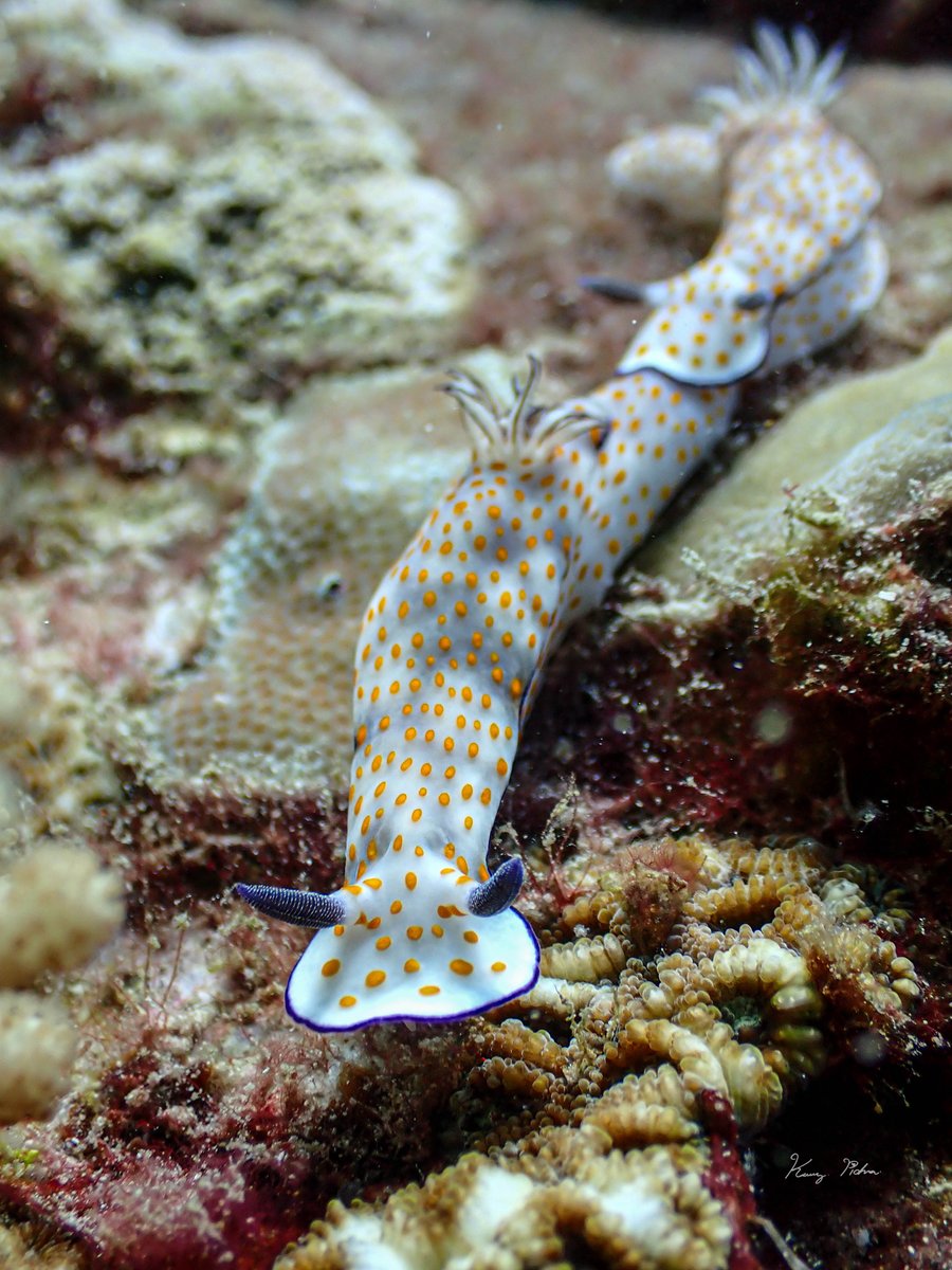 NavaScuba's tweet photo. #Nudi #nudibranch #Navadiving #Kohtao #marinelife #kohtaodiving #Sealife #island #islandlife #underwaterphotography #reeflife #diveforlife #padi https://t.co/7rPZrKzAjW