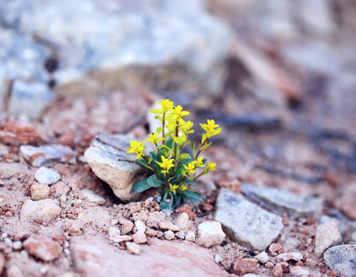 EllenVdBranden's tweet photo. Resilience is now, more than ever, crucial...
As Winston Churchill used to say:
"Never let a good crisis go to waste"
What are your plans to overcome this? 
#resilience #planforthefuture #goodcrisis #overcome https://t.co/TuInX9bf3f