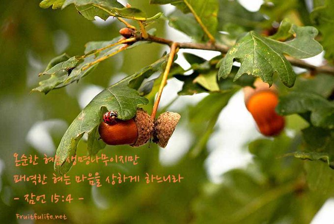 온순한 혀 생명나무