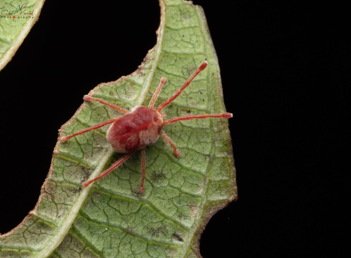 nvatul's tweet photo. Red Velvet !!!
Possibly Family Trombidiidae 
Shot in Castlerock Karnataka India Dec 2019 https://t.co/wHugfiOTzi