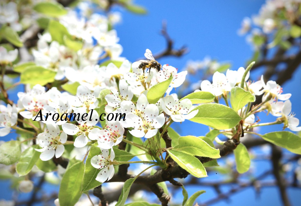 aroamel's tweet image. 𝑃𝑟𝑜𝑛𝑡𝑜 𝑡𝑜𝑑𝑜 𝑣𝑜𝑙𝑣𝑒𝑟𝑎 𝑎 𝑙𝑎 𝑛𝑜𝑟𝑚𝑎𝑙𝑖𝑑𝑎𝑑 𝑠𝑖 𝑡𝑎𝑟𝑏𝑎𝑗𝑎𝑚𝑜𝑠 𝑒𝑛 𝑔𝑟𝑢𝑝𝑜 𝑐𝑜𝑚𝑜 𝑒𝑙𝑙𝑎𝑠, 𝑢𝑛𝑖𝑑𝑜𝑠 𝑠𝑜𝑚𝑜𝑠 𝑚𝑎́𝑠 𝑓𝑢𝑒𝑟𝑡𝑒𝑠 𝑦 𝑗𝑢𝑛𝑡𝑜𝑠 𝑣𝑒𝑛𝑐𝑒𝑟𝑒𝑚𝑜𝑠 𝑒𝑠𝑡𝑎 𝑝𝑎𝑛𝑑𝑒𝑚𝑖𝑎. 𝑆𝑒𝑎𝑚𝑜𝑠 𝑟𝑒𝑠𝑝𝑜𝑛𝑠𝑎𝑏𝑙𝑒𝑠.