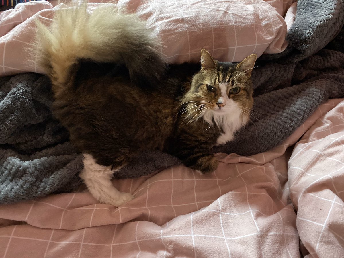 iiLorraine's tweet photo. @Number10cat Our lovely Mittens, in the process of snuggling down for a days nap... 😻 we adopted him from @Battersea_ old Windsor Oct ‘19, he’s 11 at the end of March #rescuesanoldercat 😻 #rescueismyfavouritebreed #readytobeloved ❤️😻 https://t.co/1Rw2ql6JrN