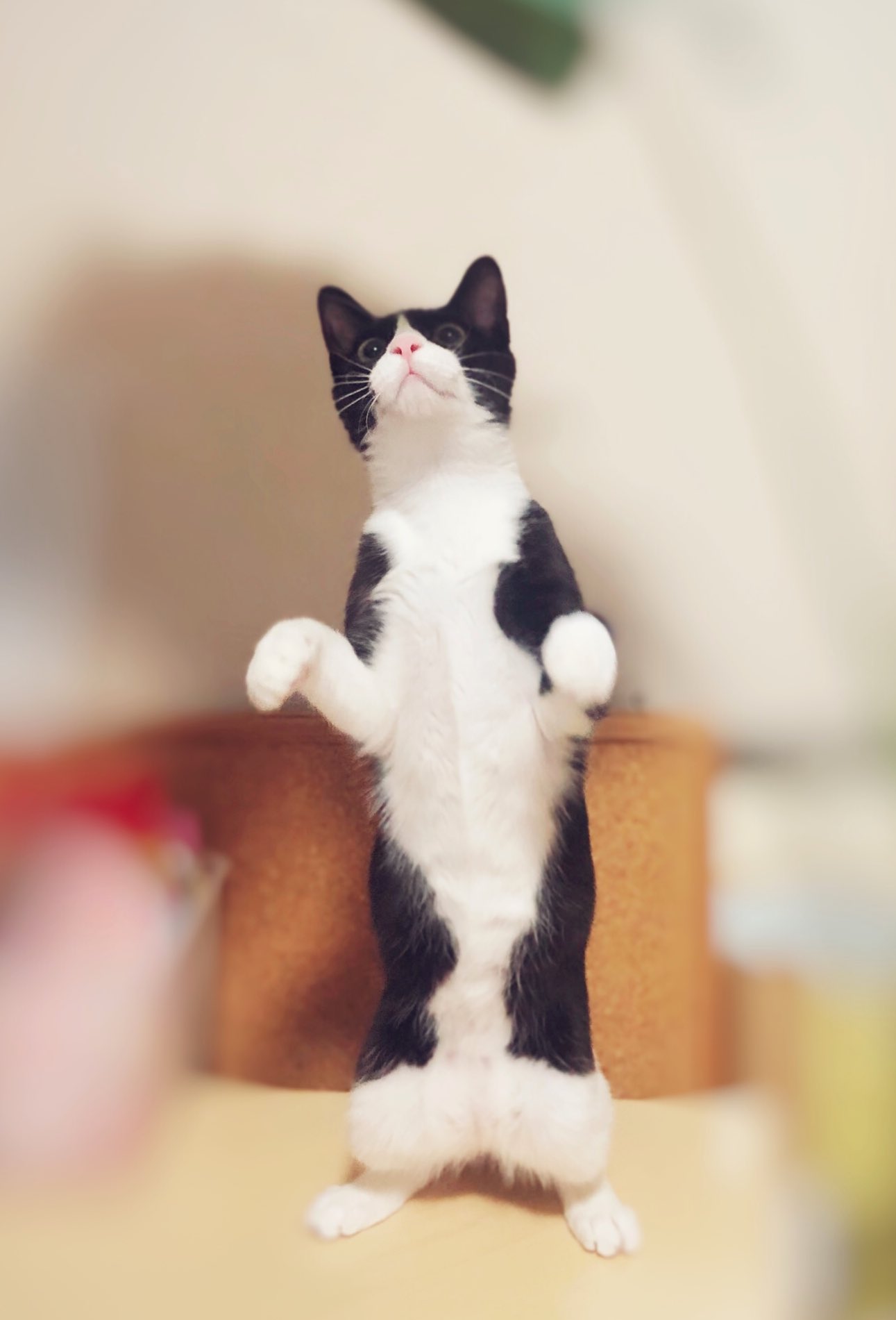 Twitter 上的 しゃーさんめいさん ね こ 猫 立つ猫 ハチワレ 立つ猫のいる暮らし T Co fhm8idbz Twitter