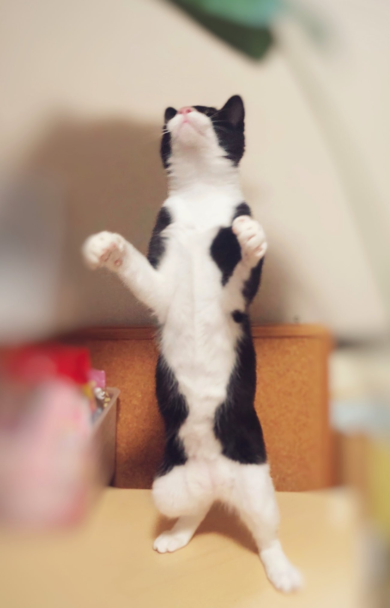 しゃーさんめいさん ね こ 猫 立つ猫 ハチワレ 立つ猫のいる暮らし T Co fhm8idbz Twitter