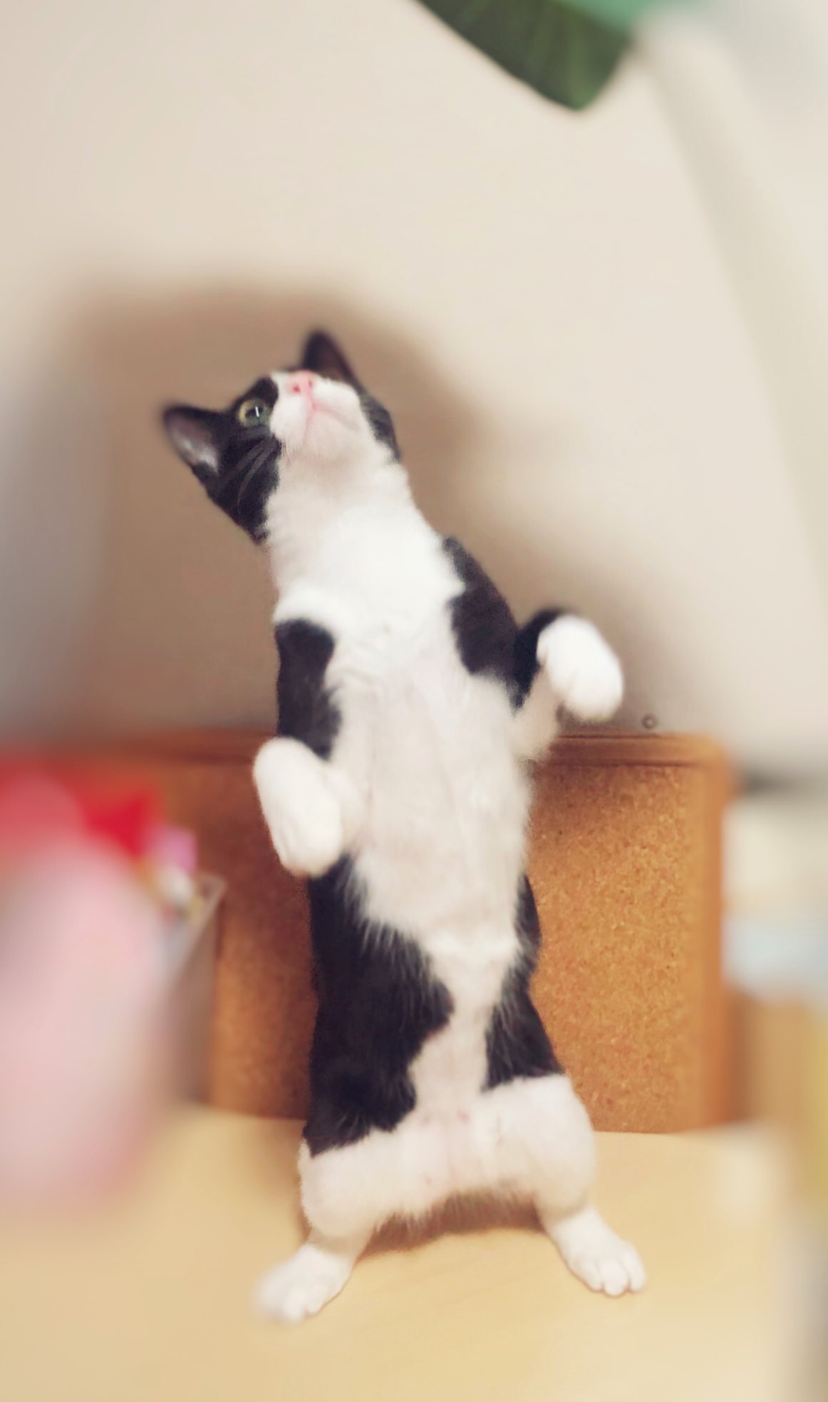 しゃーさんめいさん ね こ 猫 立つ猫 ハチワレ 立つ猫のいる暮らし T Co fhm8idbz Twitter